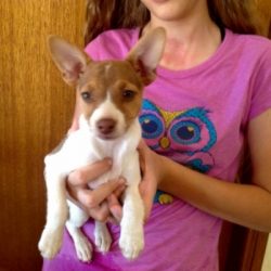 The Tenterfield Terrier does not obey owners who do not deserve the status of the leader of the  ...