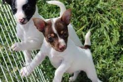 Without timely socialization, the breed can develop the so-called small dog syndrome. 