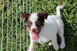 At the same time, the pet’s behavior is difficult to interpret logically, since it attacks ...