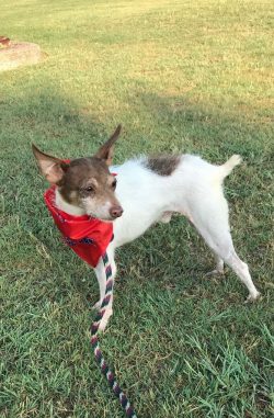 The Tenterfield Terrier is suitable for owners who prefer an active lifestyle and are aware of t ...