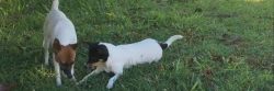 As a puppy, Tenterfield Terrier owners often encounter problems in dog behavior. Puppies gnaw on ...