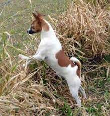 Tenterfield Terriers normally adapt to life both in an apartment and in a house with an adjoinin ...