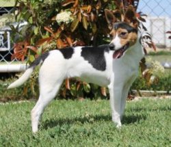 As a puppy, and sometimes as an adult, the Tenterfield Terrier needs to be walked in a harness .. 