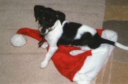 Many owners believe that if the dog is small, then it should be bathed frequently.