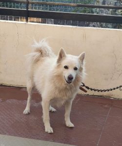 Shedding is a problem for Indian Spitz as their European heritage means they get rid of their wi ...