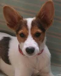 The Tenterfield Terrier, originally from Australia, is related to the Rat Terrier and the Miniat ...