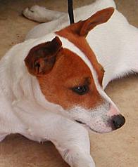 There is an assumption that the smallest puppies from litters of smooth-haired fox terriers were ...