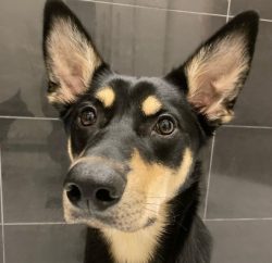 Australian Kelpie is incredibly intelligent dogs that have done one thing with a person througho ...