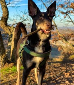 In their work, the Australian Kelpie is completely tireless and very responsible. Due to their e ...
