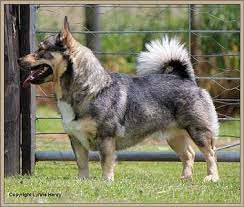 Historians and dog handlers still have a lot of questions about the origin of the Swedish Walhund. 