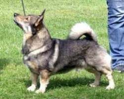 According to one version, these dogs, resembling a Welsh Corg, ended up in Britain with the Viki ...