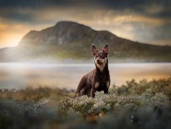 Kelpies are incredibly intelligent creatures, so there are no problems with training. Moreover,  ...