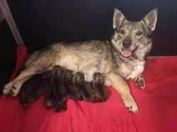 Experts admit that some of these species were the ancestors of the modern Visigothic Spitz. 