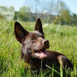 The Australian Kelpie is a wonderful herding dog, unique in that it is capable of independently  ...