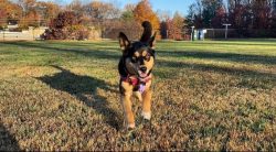 The Australian Kelpie has genetic characteristics that significantly distinguish them from other ...