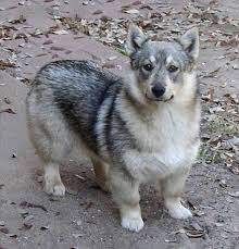  The weight of the breed does not depend on gender, it varies from 9 to 14 kg. The growth of mal ...