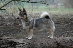 The Swedish Walhund has a double coat – a coarse guard hair and a very thick, dense underc ...