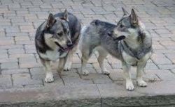 There are individuals with a monochromatic gray coat, gray with brown, red with brown, gray with ...