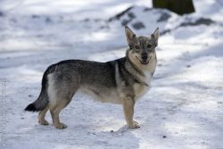 In individuals with a two-color coat, black hair is additional. 