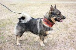 She needs active games and walks in order to maintain excellent physical shape and spend excess  ...