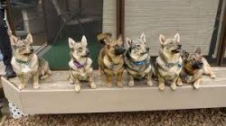 Thanks to their keen instinct, the dogs perfectly take the trail, and their modest dimensions al ...