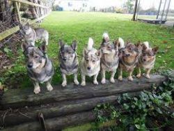 The Swedish Walhund is very devoted to his family, friendly to all household members. 