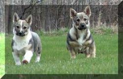 He can meet guests with caution but without manifestations of aggression. 