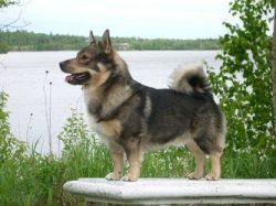 Walhund and children are the perfect combinations. Of course, you will have to forget about peac ...