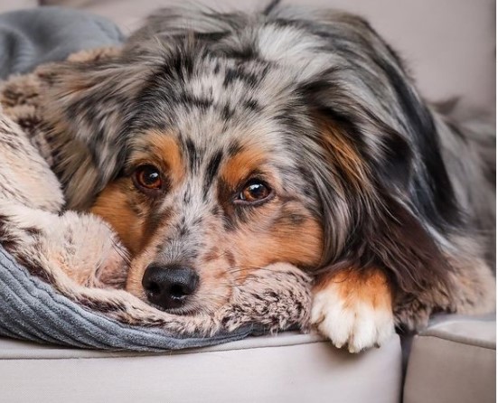 There are millions of people in the world who adore dogs. Some people like the impressive size o ...