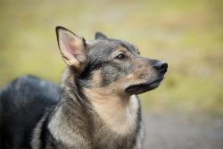 The Swedish Walhund is one of the most unpretentious pets. The dog is combed out infrequently, 3 ...
