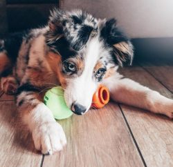 Peaceful looking and relatively small in size, the Australian Shepherd is bold and fearless. Def ...