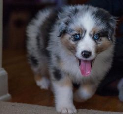 If you decide to purchase an Australian Shepherd to protect your home, you will definitely not b ...