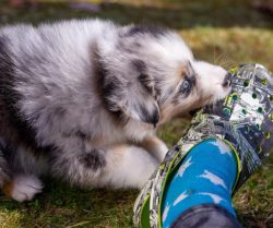 There are no cases of Australian Shepherds attacking cats, chickens, and other animals, which is ...