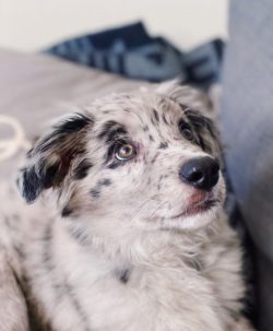Australian Shepherd is a great athlete. You can play with them flyball, freestyle, agility, dog- ...