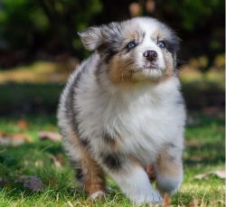It is imperative to play with Australian Shepherd and later train. If they went out for a walk,  ...