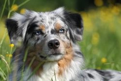 The Australian Shepherd is a dog for those who lead an active lifestyle, as well as for those wh ...