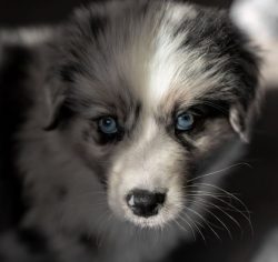 If you are buying an Australian Shepherd puppy and planning to participate in shows, your chosen ...