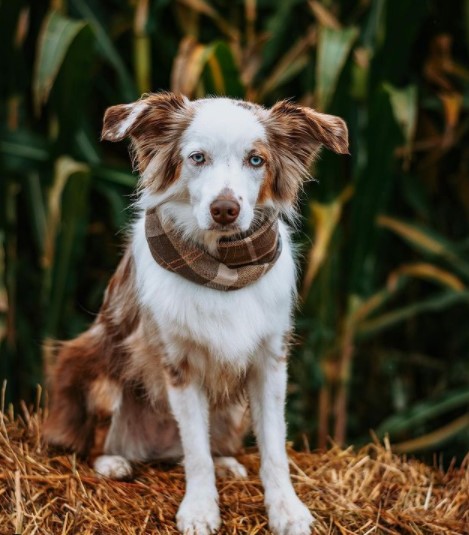 It is imperative to pay attention to the condition of the coat of the Australian Shepherd. She n ...