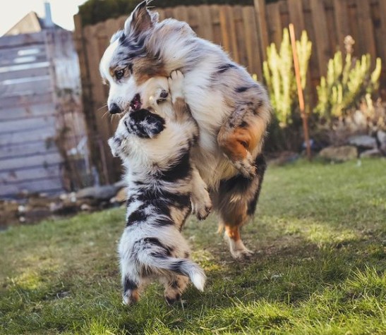 Training plays an important role in the upbringing of the Australian Shepherd. It is required to ...