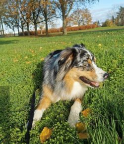 Dog breeders advise organizing nutrition of an adult Australian Shepherd only with high-quality  ...