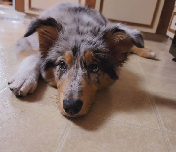 The Australian Shepherd is a beautiful medium-sized dog with a very strong sense of duty, a need ...