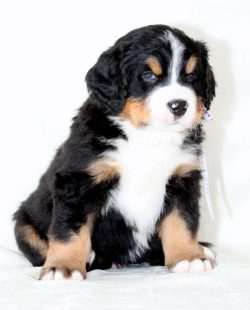 in the 40s of the XX century, as a result of the accidental mating of the Bernese Mountain Dog w ...