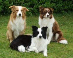Whatever functions are required of the dog, it will do everything in its power to meet the requi ...