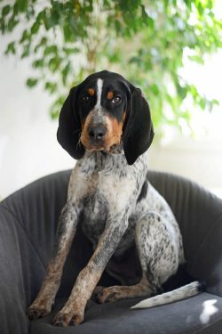 Even though the blue coonhound is ideal for hunting small game, you don’t need to be a hun ...