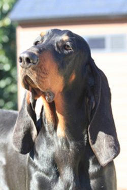Dogs of this breed are very intelligent, loyal, obedient, and are good at solving all sorts of p ...