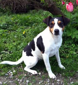 It is imperative to monitor the condition of the eyes, especially in adult dogs, as there is a r ...