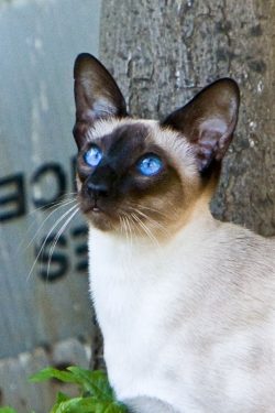 The Siamese cat is not only beautiful but also very intelligent. She can be trained to walk on a ...