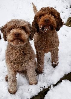 Lagotto Romagnolo is excellently trained due to their excellent intelligence and quick wits. Abl ...