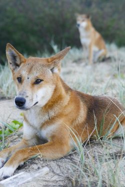 They have common ancestors, but the ancestors of the dingo became extinct at the end of the late ...