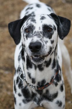 Accordingly, Dalmatians were also used as service dogs to escort ambulances and fire brigades, m ...